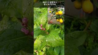 레몬은 노랗다 노랗게 잘 익어야 달고 맛있다 레몬꽃비 핍니다 #shorts #레몬키우기