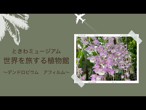 美しくエキゾチックで繊細な花のコレクションを作成するために、竹製のデンドロビウム蘭を世話するにはどうすればよいですか?  庭園