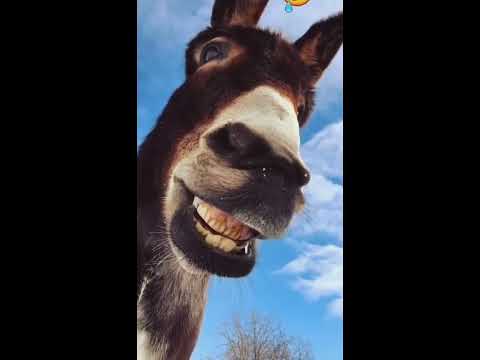 Funny Dogs video 🤣🤣#OR cats Amazing video