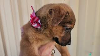Video preview image #1 Dachshund Puppy For Sale in Bandera, TX, USA