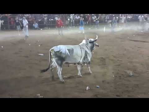 Alegre estuvo la barrera de toros en la Concepción de Masaya. #nicaraguaúnicaoriginal #tradiciones 