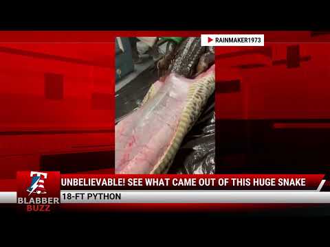 Watch: Unbelievable! See What Came Out Of This Huge Snake