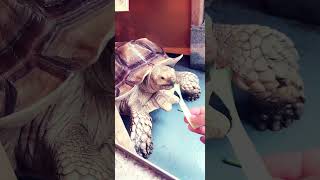 おくらあああああああ！！！#リクガメ #turtlewatching #tortoise #pets