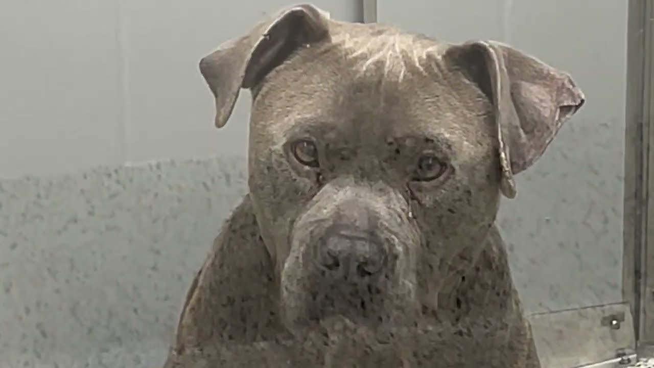 At-Risk Dogs at Fulton County Animal Services