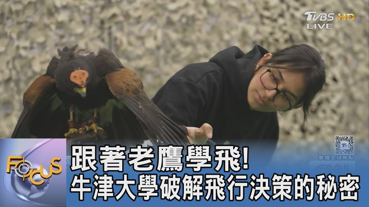 跟著老鷹學飛！　牛津大學破解飛行決策的秘密