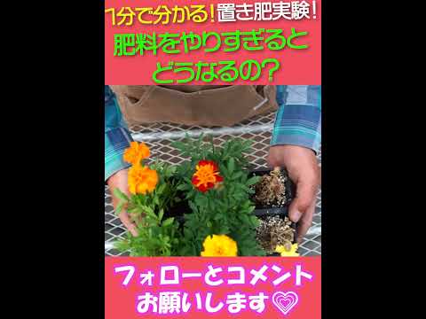 観葉植物用の天然肥料を作るにはどうすればよいですか？ベスト 5 のアイデア  庭園