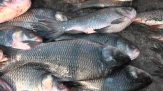 Fish Market in Nagpur