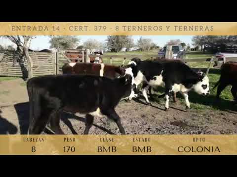 Lote 8 Terneros y Terneras 4NO,  3HExAA,  1RA 170kg -  en RUTA 2 KM 155