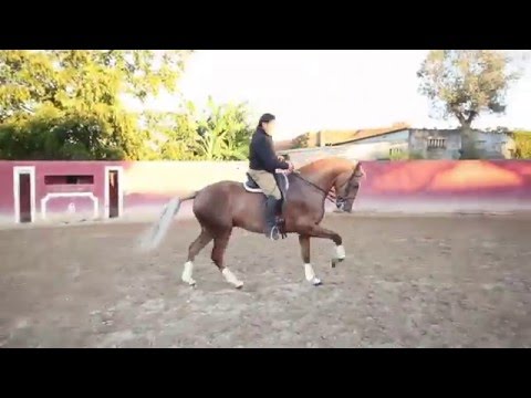 Biscoito - Coudelaria Manuel António Lopo de Carvalho