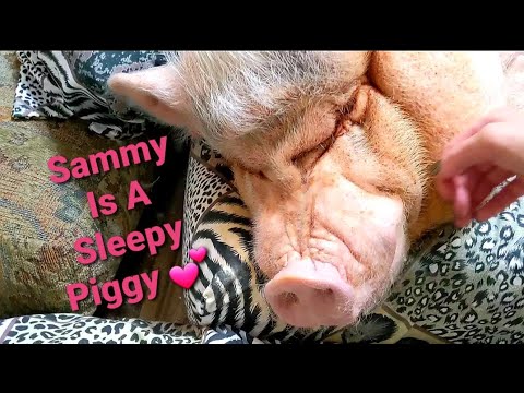 Just Checking In From The Sharyn Zoo | Sammy The Mini Pig Is A Sleepy Piggy