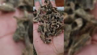 Indian oud, luxurious Mouri