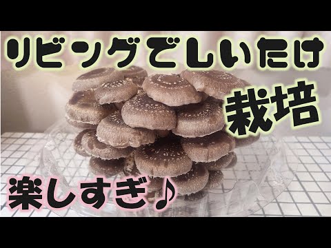 園芸 家庭用キノコキット