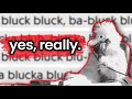 I Translated Mucka Blucka And Here S What I Found