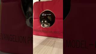 犬、寂しいわけじゃありません。  #犬との暮らし #chihuahua #dog