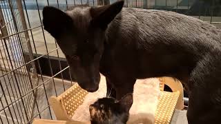Video preview image #1 Shollie Puppy For Sale in Sebec, ME, USA