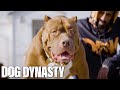The Return Of Hulk The World S Biggest Pitbull DOG DYNASTY