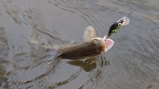 Pstrągi z Podwyższonej Wody. | Odcinek #158.