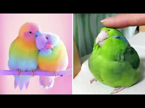 Smart And Funny Parrots Parrot Talking Videos Compilation (2023) - Cute Birds #43