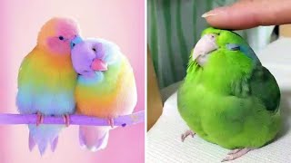 Smart And Funny Parrots Parrot Talking Videos Compilation (2023) - Cute Birds #43