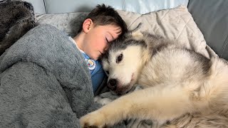 Old Husky Just Wants To Cuddle & Be Loved!😭.