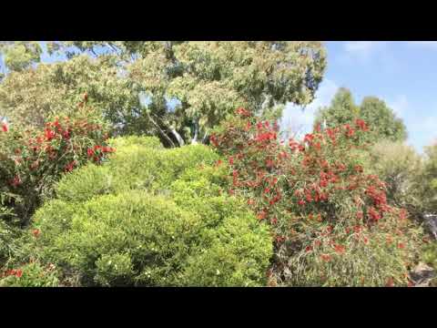 Pacific national 4MP5 at Mitcham with 5 locomotives