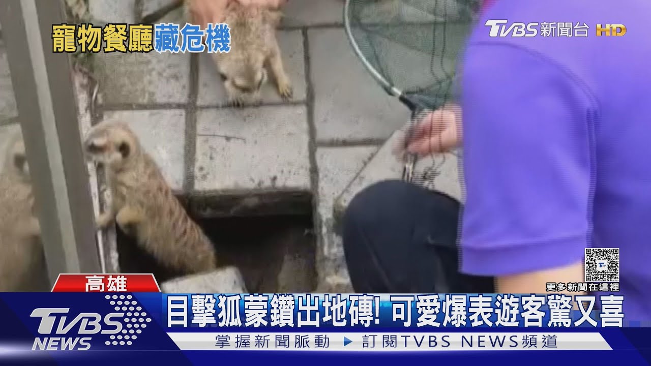 狐獴挖洞落跑!目擊「徒手」捕抓遊客捏把冷汗 園方曝原因
