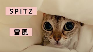 スピッツ・雪風 music video (cat / doodle)