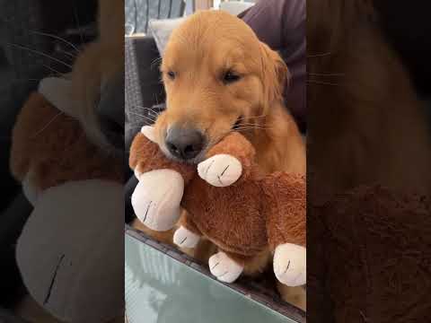 This Golden gets so excited when his GRANDMA comes to visit!