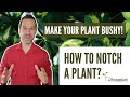 How to Notch a Plant? (Make Your Houseplant Bushy)
