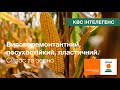 Семена кукурузы КВС ИНТЕЛЕГЕНС (KWS) — гибрид ФАО 380 BEST4MILK для силоса, зерна и биогаза.