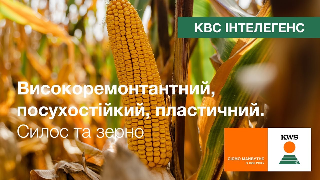 Семена кукурузы КВС ИНТЕЛЕГЕНС (KWS) — гибрид ФАО 380 BEST4MILK для силоса, зерна и биогаза.