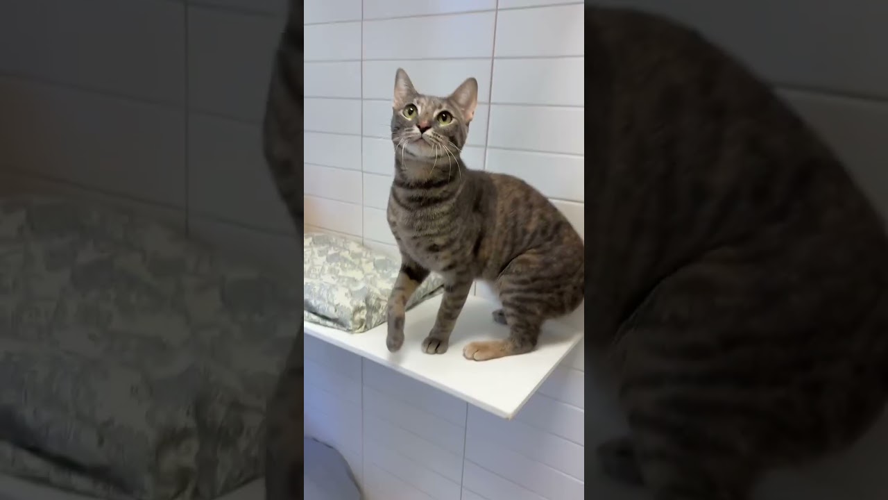 Mochi, a Adoptable mixed breed in New Orleans, LA video 5/5