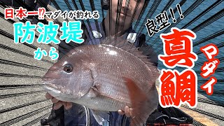 【遠投カゴ釣り】日本一マダイが釣れると噂の堤防へ初釣行！