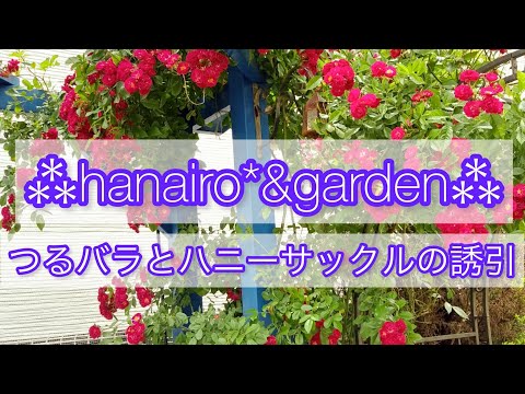 園芸 カップ型スイカズラ