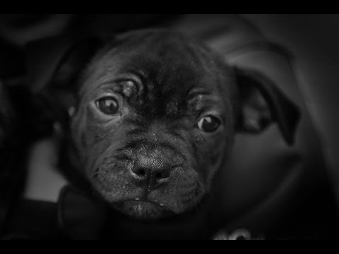 STAFFY PUPPIES - (Staffordshire Bull Terrier 2 meses)