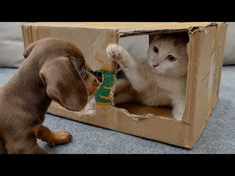 YouTube 썸네일