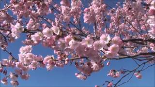 The White Birch ~ The Weight Of Spring