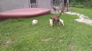 Video preview image #1 French Bulldog Puppy For Sale in HASTINGS, FL, USA