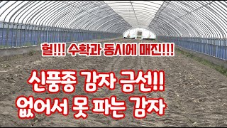 수미 보다 맛있는 감자!!! 금선!!! 부자도 못 먹는 감자 !! 수확하자 매진 !! 그 금선!! 은선!! …