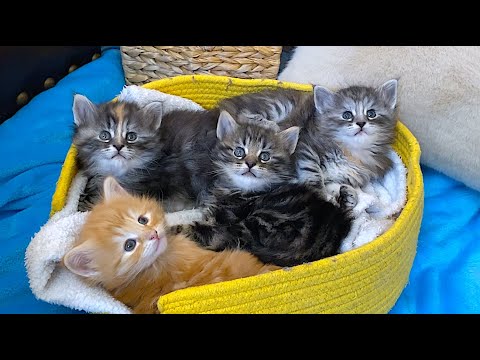 SKOGBERG CATTERY | NORWEGIAN FOREST CATS. 'April Name Day' Litter D - Week 5