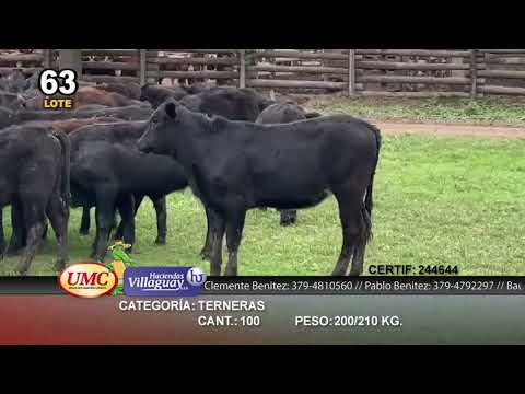 Lote 100 Terneras en Gral. San Martín, Chaco