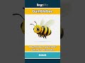bumblebee (noun) - definition and usage in English