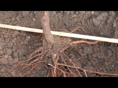 Kung gaano karaming mga uri ng mga kuko halamang-singaw doon Pumailanglang paa sa soda laban fungus