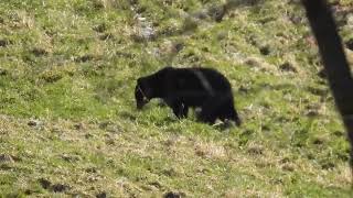 Big Black Bear in Field by House.