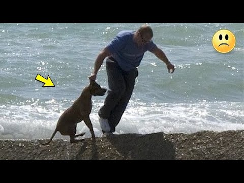 The owner decided to drown the old dog, but at the last moment everything changed!