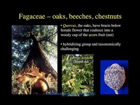 Field Botany: Fabids