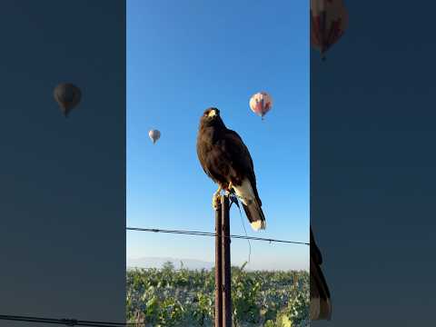 A beautiful place to fly ☀️🍇🌿 #harrishawk