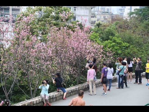 吸引市民登山觀賞
