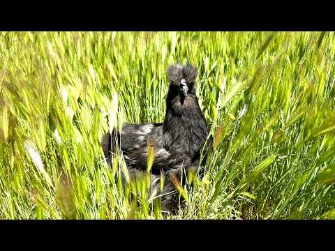 Pros and Cons of Silkie Chickens