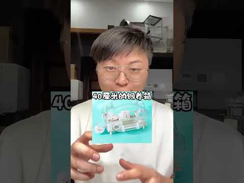 小毛足鼠来啦！ 一共200只人工手盘过个体～记得一定要配跑轮和浴沙呀夏日萌宠季 仓鼠 毛足鼠 公婆鼠 没人能比打工人更懂养宠